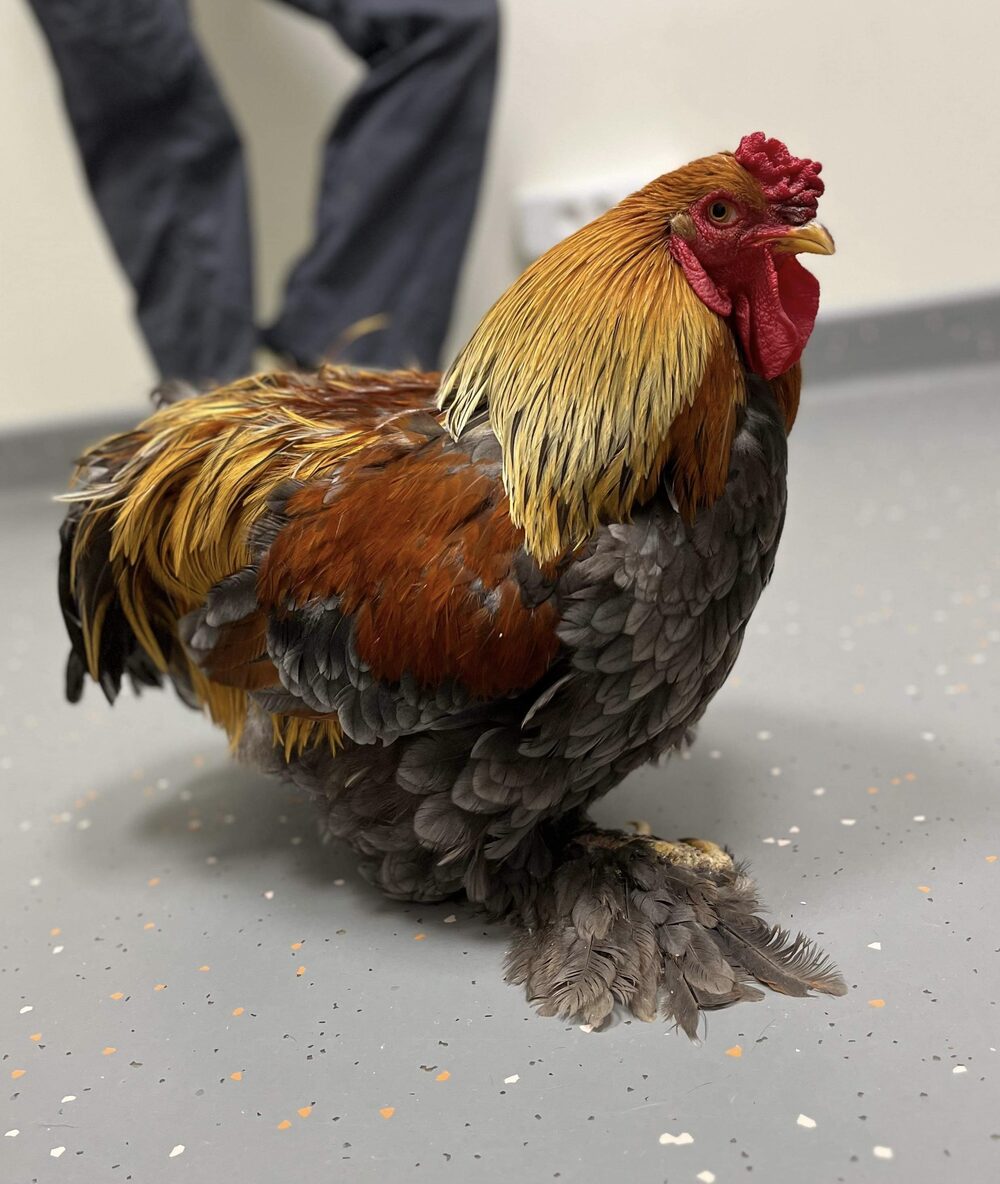 Coq gardé par Zen NAC en pet-sitting à domicile