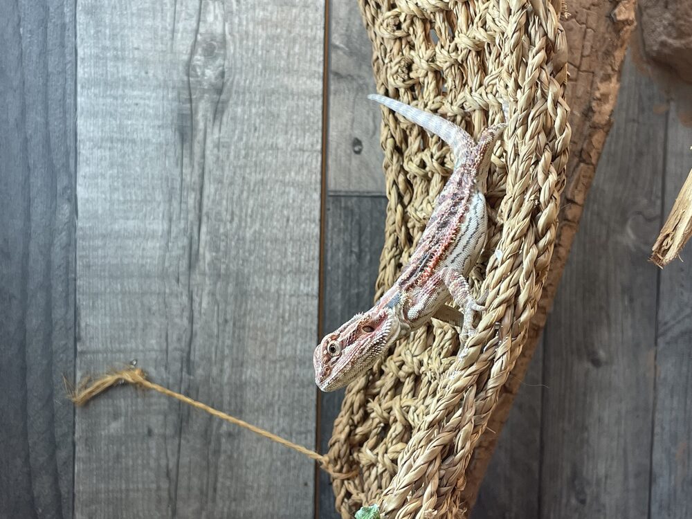 Pogona (reptile) gardé par Zen NAC en pet-sitting à domicile